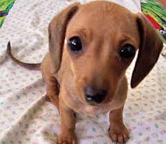 Chiweenie The Dachshund Chihuahua Hybrid