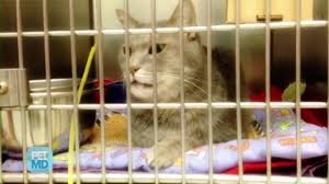 But have you ever truly wondered, how long do cats sleep? unlike you, your feline friend doesn't stay awake all day and sleep through the night. What To Do About Common Urinary Problems In Cats Petmd