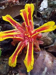 Image result for Etlingera