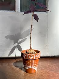 Image result for Aspilia natalensis