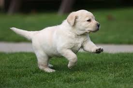 Get a boxer, husky, german shepherd, pug. Labrador Pup Labrador Puppy Labrador Retriever Puppies Labrador Retriever