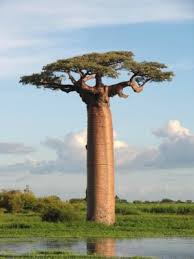 Image result for Adansonia digitata