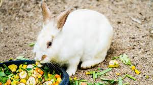 Which flowers will rabbits not eat? E3juickbczqs1m