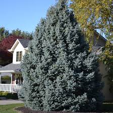 Naturehills.com has been visited by 10k+ users in the past month Buy Affordable Colorado Blue Spruce Trees At Our Online Nursery Arbor Day Foundation Buy Trees Rain Forest Friendly Coffee Greeting Cards That Plant Trees Memorials And Celebrations With Trees And More