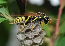 Killing The Queen Wasp | Truly Nolen