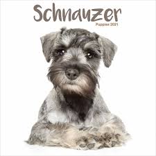 The mini schnauzer's lineage includes standard schnauzer, affenpinscher and possibly the poodle. Schnauzer Puppies Mini Calendar 2021 At Calendar Club