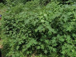 Image result for Solanum aculeatissimum