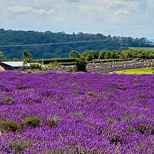 46 個讚 1 則留言 instagram 上的tang yu lap yulaptang 英国科茨沃尔德地区 cotswold england 的山上伯頓 bourton on the hill 有一片令人心驰向往紫色海洋的薰衣草田 outdoor farmland vineyard