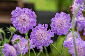 Image result for Scabiosa