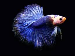 I tried to make them as obvious as i. Blue Marble Halfmoon Betta Male Betta Solutions