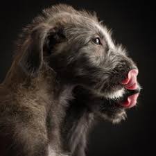 Whippet Photographer Paul Croes