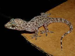 Mediterranean House Gecko (Reptiles of Alabama) · iNaturalist