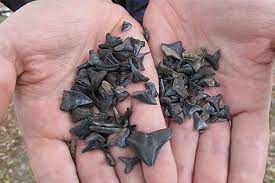 We did not find results for: How To Hunt For Shark S Teeth Island Life Nc