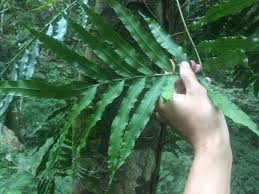 Image result for Lomariopsis warneckei