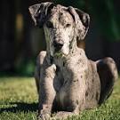Great Dane - Wikipedia