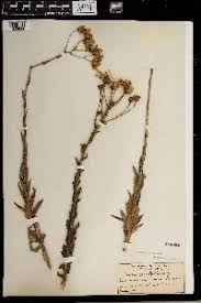 Image result for Senecio gramineticola