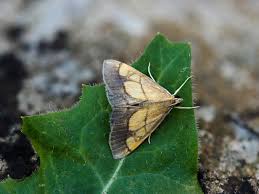 Image result for Evergestis limbata