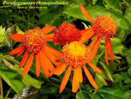 Image result for Pseudogynoxys