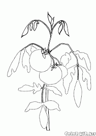 Posted in foods coloring pages. Coloring Page Tomato On The Garden Bed