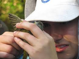 Research — Shingle Shanty Preserve and Research Station
