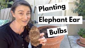 Check spelling or type a new query. Bulb Planting Elephant Ear Youtube