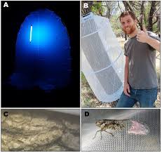 Image result for Scleria delicatula