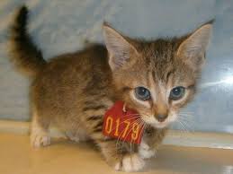*looking to adopt a working cat? Gastonia Nc Urgent No Shares Precious Kitten Needs Pledges Shares Rescue Adoption Available 7 10 14 Gaston Ac Gaston County Nc Pets Animals Cat Love