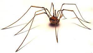 Pholcidae or cellar spiders, a family of spiders. Can The Sting Of A Daddy Long Leg Really Kill You Granddaddy Long Leg Daddy Long Long Legs
