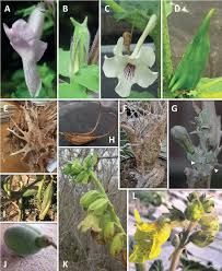 Image result for Pedaliaceae