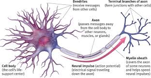 Neuron Google Search Neuronen