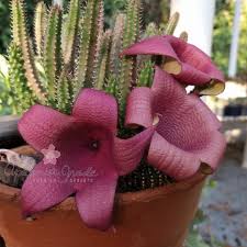 Tavarorbea Cacto Estrela Fedidinha Apolonia Grade Rosa Do Deserto