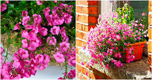 Image result for ostruhatka