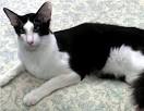 Oriental Bicolour - Cat Breeds Information