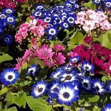 Image result for Cineraria
