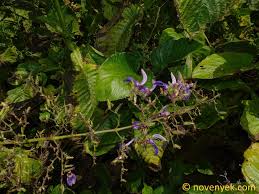 Image result for Brillantaisia owariensis