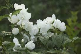 Jasmine Cultivation Project Report Farming Economics Agri Farming