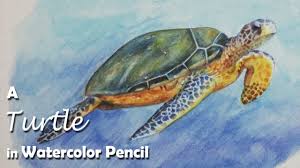 11 best perspective books right now. How To Paint A Turtle With Watercolor Pencil Youtube
