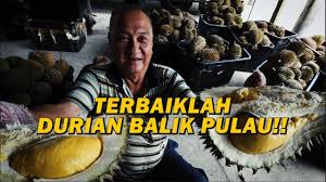 It encompasses the western coastline of penang island between pantai acheh to the north and gertak sanggul to the south, about. Musim Durian Balik Pulau Youtube