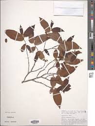 Image result for Uvaria acuminata