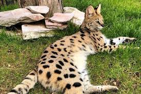 F3savannahcat.com is your #1 resource for everything related to savannah cats! Wild Cat Confirmed To Be Living In Plymouth Plymouth Live