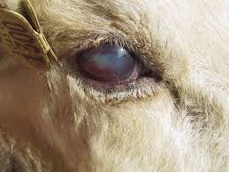 Nadis National Animal Disease Information Service