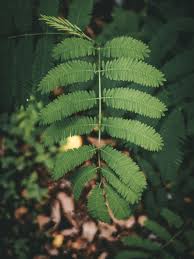 Image result for Acacia cornigera