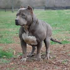 If you are looking for pitbull puppies for sale, we have the highest quality xl puppies with size, mass, head, and the temperament to fit nicely into any home and lifestyle. Xxl Biggest Best Extreme Pitbulls American Bully Breeder Kennel Tri Puppies For Sale Massive American Bully
