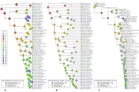 Image result for Camptorrhiza strumosa