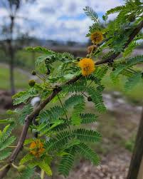 Image result for Acacia farnesiana