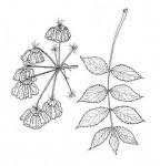 Image result for Steganotaenia