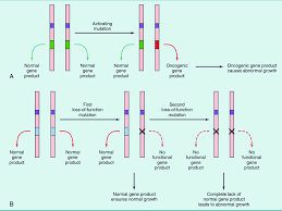 Image result for Oncogene
