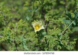 Image result for Philyrophyllum schinzii