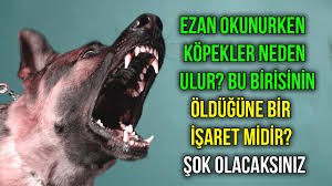 Ezan Okunurken Kopekler Neden Ulur Bu Birisinin Oldugune Bir Isaret Midir Sok Olacaksiniz Youtube