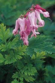 Wild Bleeding Heart Dicentra Eximia Prairie Nursery Native Plants Bleeding Heart Flower Native Plants Bleeding Heart